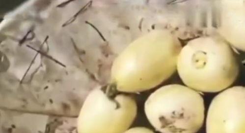 街边免费吃瓜,夏日炎炎解暑神器 第1张 街边免费吃瓜,夏日炎炎解暑神器 第1张